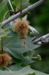 American sycamore